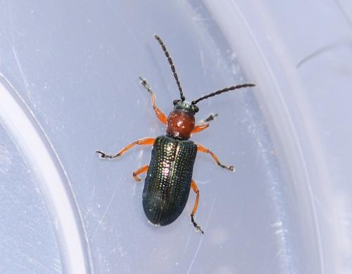 Oulema sp.